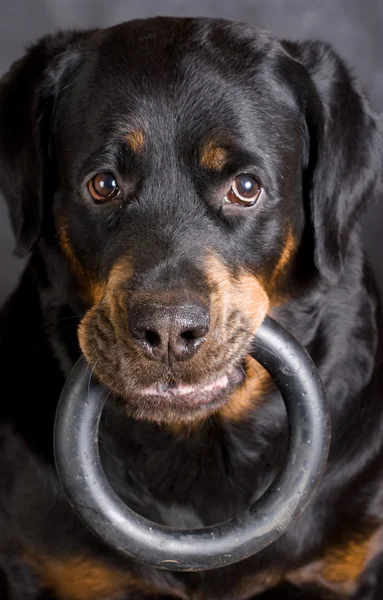 Cão de raça um Rottweiler com um anel em uma boca — Fotografia de Stock