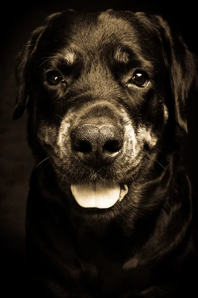 Cane di razza rottweiler . — Foto Stock