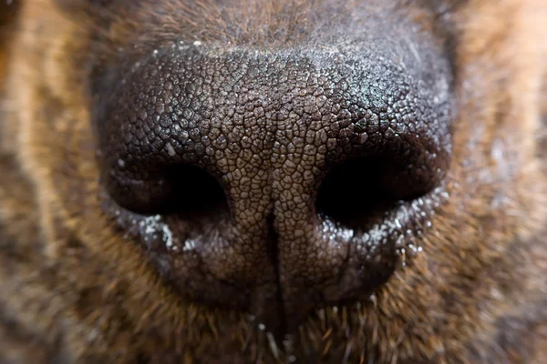 Avvicinamento di un cane di naso — Foto Stock