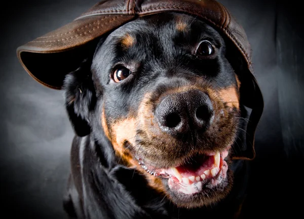 Самка собаки породи rottweile — стокове фото
