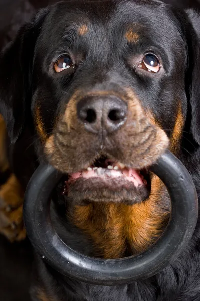 El perro de la raza Rottweiler con el anillo en la boca — Foto de Stock