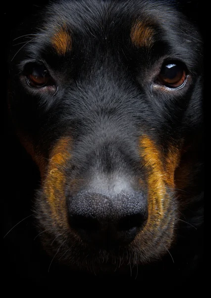 Cane di razza rottweiler . — Foto Stock