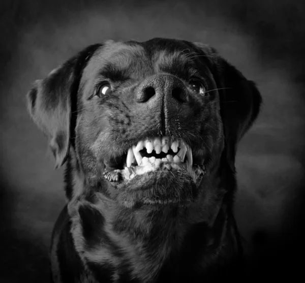 ロットワイラー犬種の犬. — ストック写真