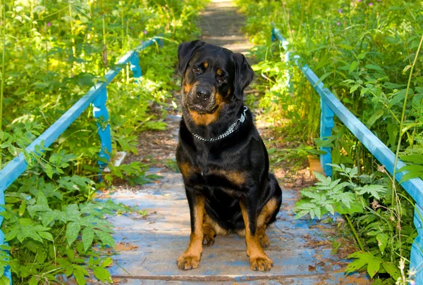 Dog of breed rottweiler — Stock Photo, Image