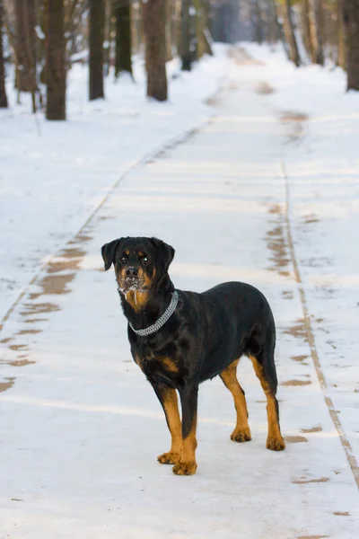 Der hund der zucht rottweiler auf schnee — Stockfoto