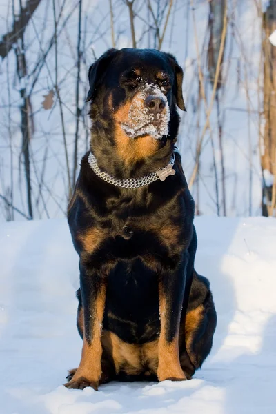प्रजातीचा कुत्रा बर्फ वर Rottweiler — स्टॉक फोटो, इमेज