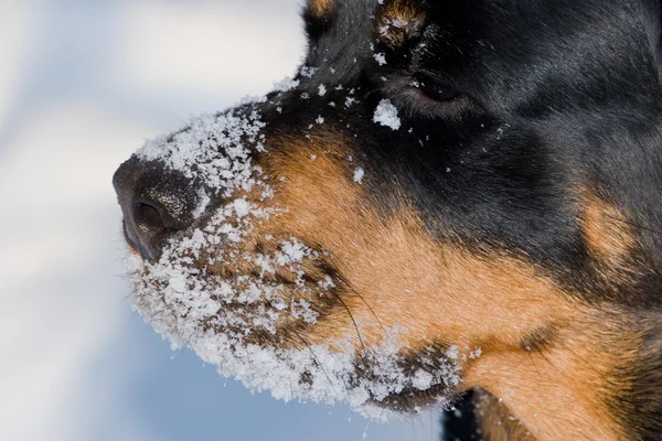 The dog of breed Rottweiler on snow — Stock Photo, Image