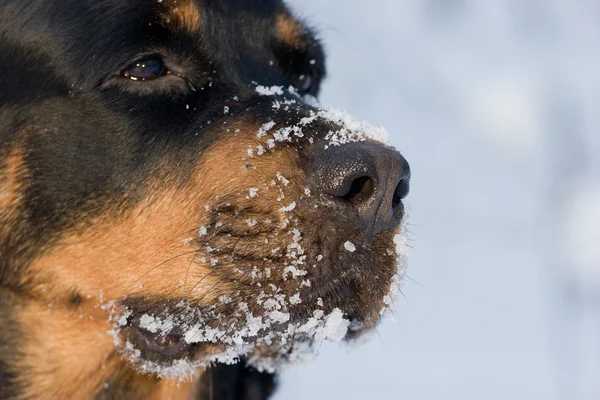 Der hund der zucht rottweiler auf schnee — Stockfoto