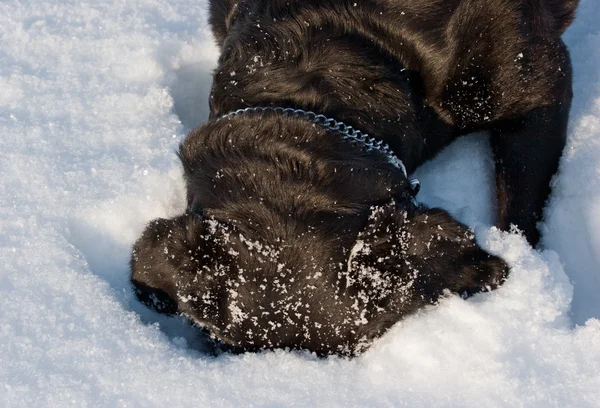 El perro de la raza Rottweiler sobre la nieve — Foto de Stock