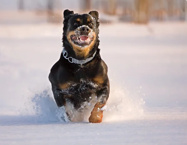 Hund der Rasse Rottweiler läuft auf Schnee — Stockfoto