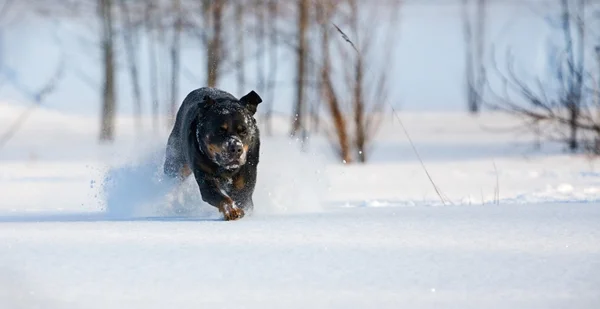 El perro de la raza Rottweiler corre sobre la nieve — Foto de Stock