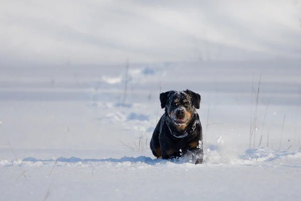 प्रजातीचा कुत्रा Rottweiler बर्फ वर धावतो — स्टॉक फोटो, इमेज