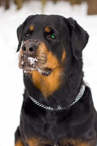 El perro de la raza Rottweiler sobre la nieve —  Fotos de Stock