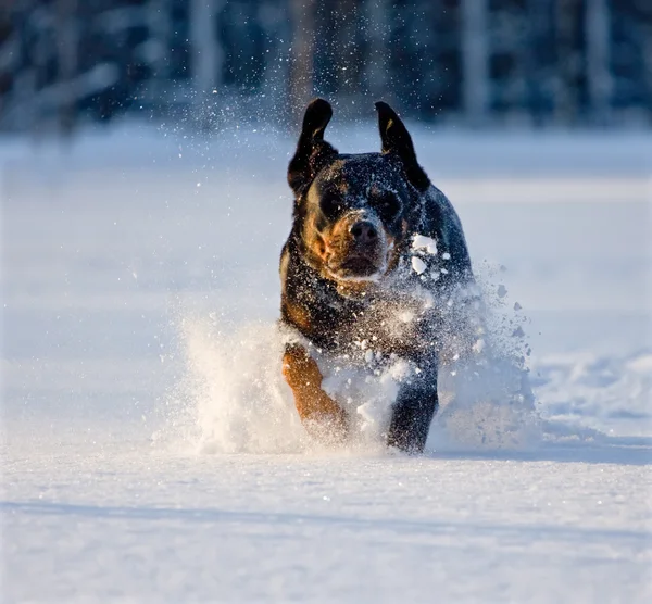 El perro de la raza Rottweiler corre sobre la nieve — Foto de Stock