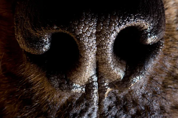 Makroaufnahme der Nase eines Hundes, — Stockfoto