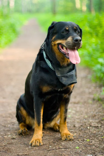 Cão de raça rottweiler — Fotografia de Stock