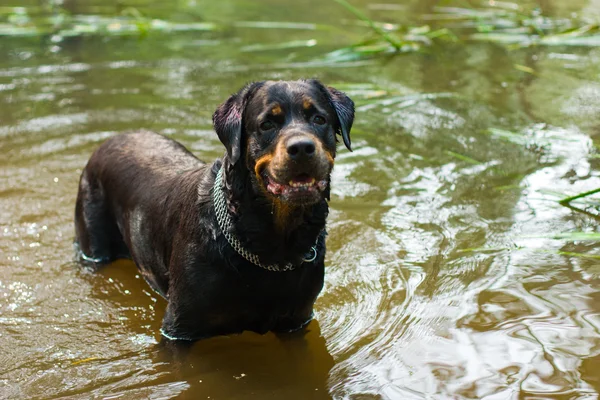Rottweiler playing in the water — Stock Photo, Image