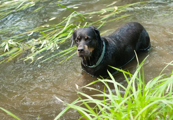 Rottweiler pelaa vedessä — kuvapankkivalokuva