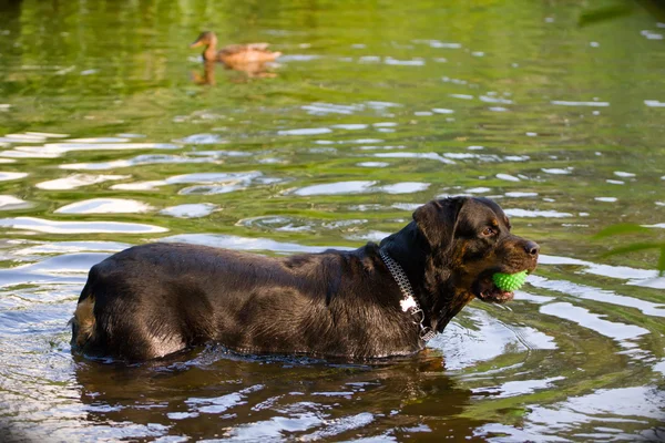 Rottweiler pelaa vedessä — kuvapankkivalokuva