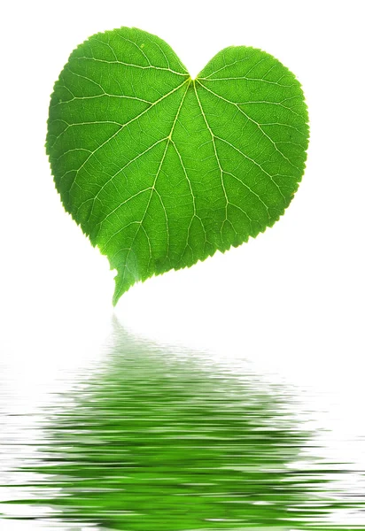 stock image Leaf on a gleam, capillaries of a leaf are visible