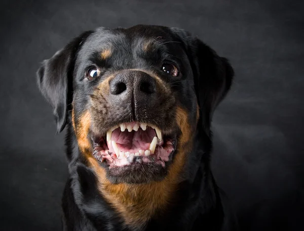 Cane di razza un Rottweiler in condizioni aggressive. Viene rimosso nello stallone Immagine Stock