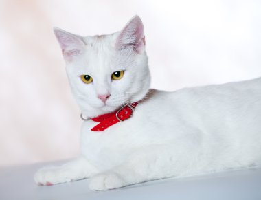 Kırmızı yakalı beyaz yavru kedi