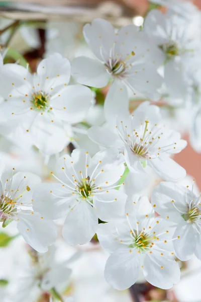 Macro flower of a cherry — Stock Photo, Image