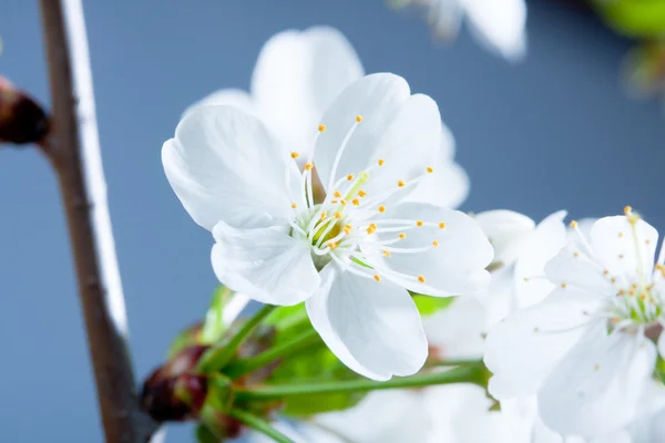 Macro flower of a cherry — Stock Photo, Image