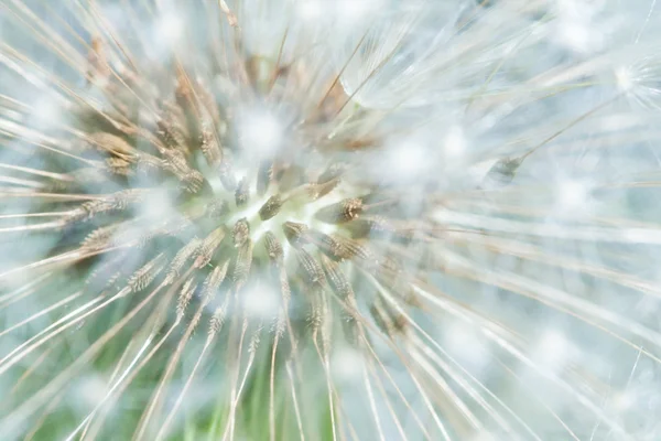 Структура из зонтиков цветка одуванчика — стоковое фото