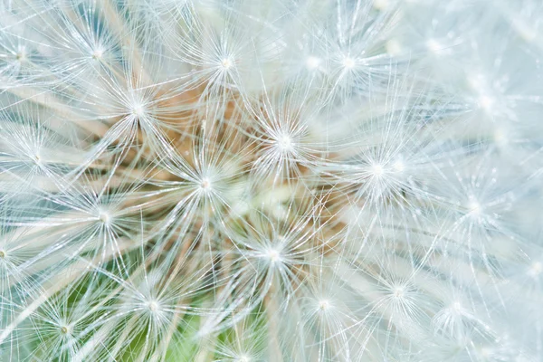 stock image Structure from umbrellas of a flower of a dandelion