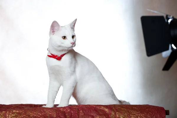 Photosession beyaz bir kedi yavrusu için — Stok fotoğraf