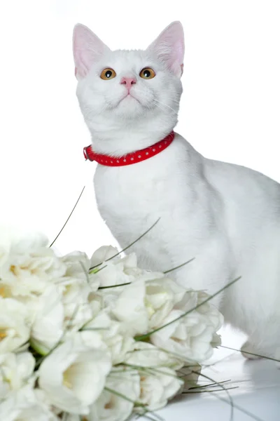 Vit kattunge med röd krage — Stockfoto