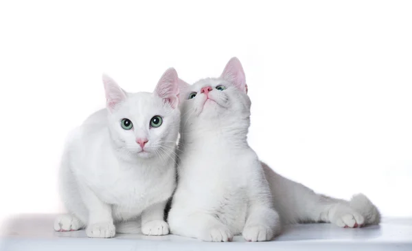 两个白色的小猫好奇地打量着检查的东西 — 图库照片