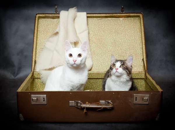 Par de gatitos se esconden en una vieja maleta del peligro — Foto de Stock