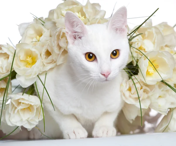 Malé roztomilé kotě izolované na bílém — Stockfoto