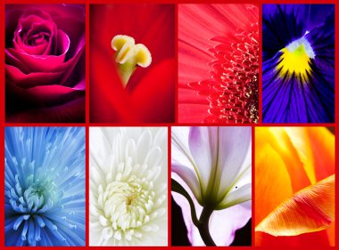 Collage from backgrounds of flowers clipart