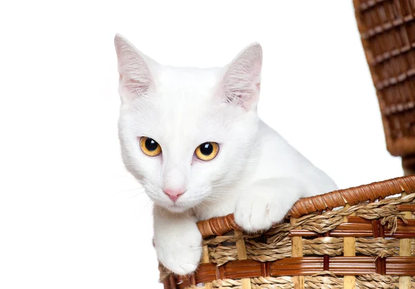 Pequeño gatito lindo aislado en blanco —  Fotos de Stock