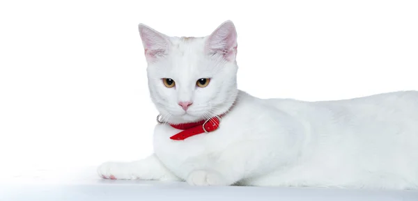 Pequeño gatito lindo aislado en blanco — Foto de Stock