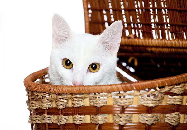 孤立在白色的小可爱小猫 — 图库照片