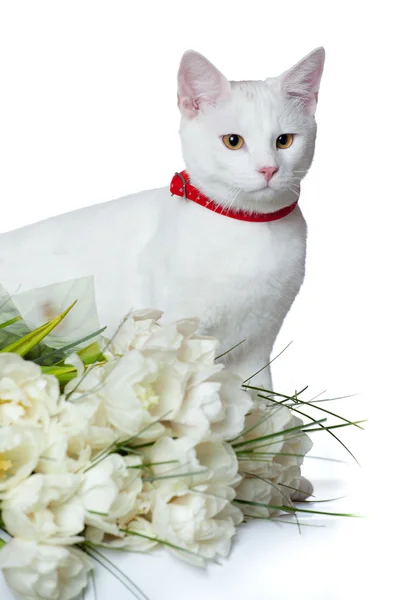 Mały ładny kotek na białym tle. — Zdjęcie stockowe