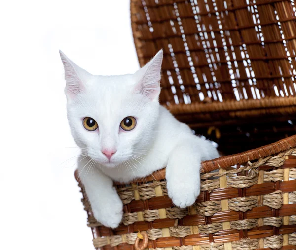 화이트에 고립 된 작은 귀여운 새끼 고양이. — 스톡 사진