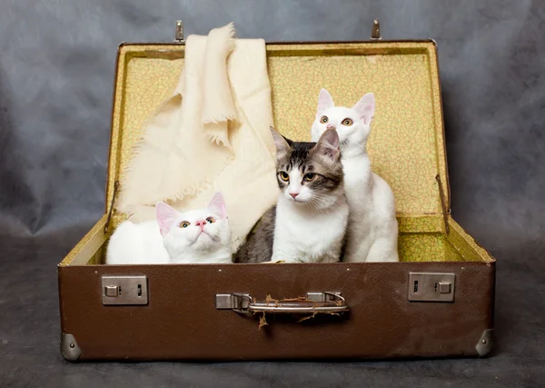 小猫对隐藏在一个旧的手提箱从危险中 — 图库照片