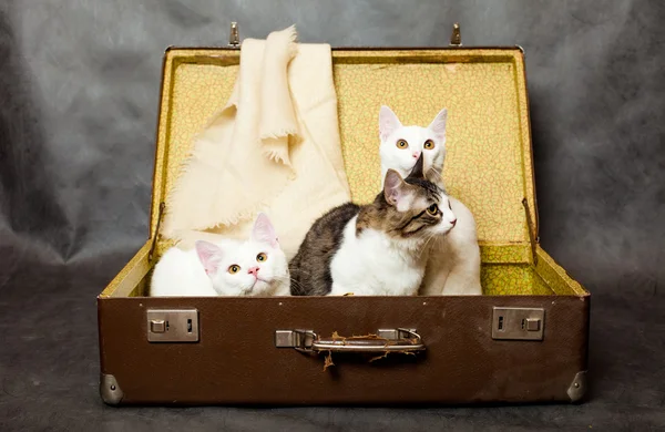 小猫对隐藏在一个旧的手提箱从危险中 — 图库照片