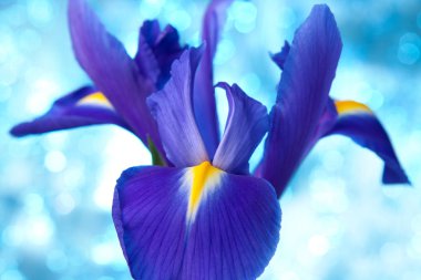 Beautiful blue iris flowers background clipart