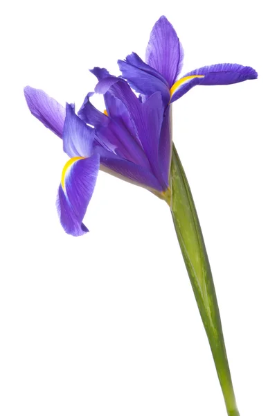 Mavi iris veya blueflag çiçek — Stok fotoğraf