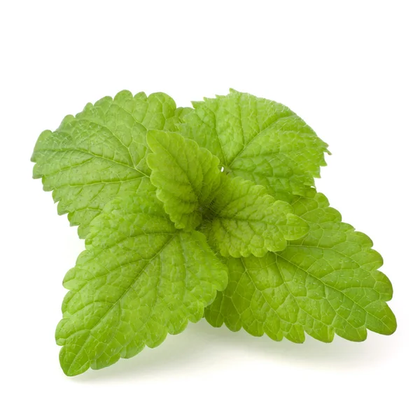 Stock image Peppermint