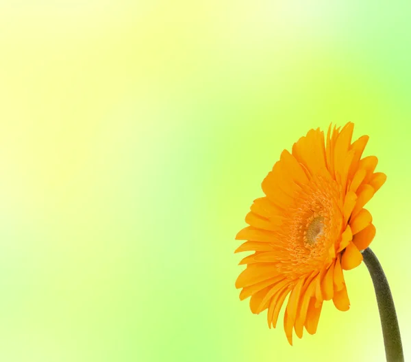 Bela flor de gerbera margarida — Fotografia de Stock