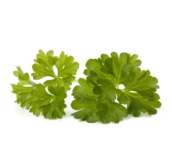 stock image Parsley