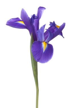 Blue iris or blueflag flower clipart