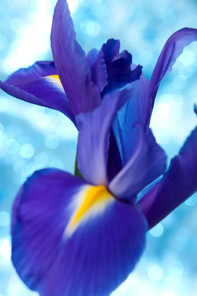 Красивий синій фон з квітами ірису — стокове фото